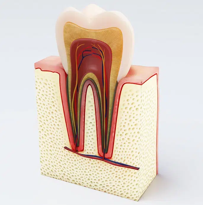 Root Canal Therapy in Media - Media Hometown Dental